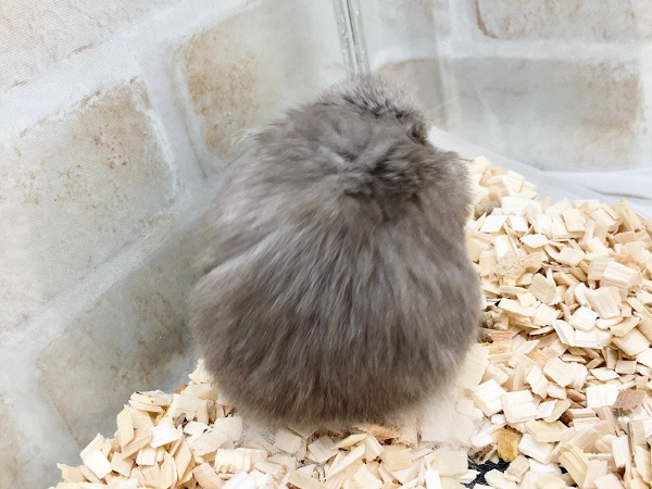 ゴールデンハムスター