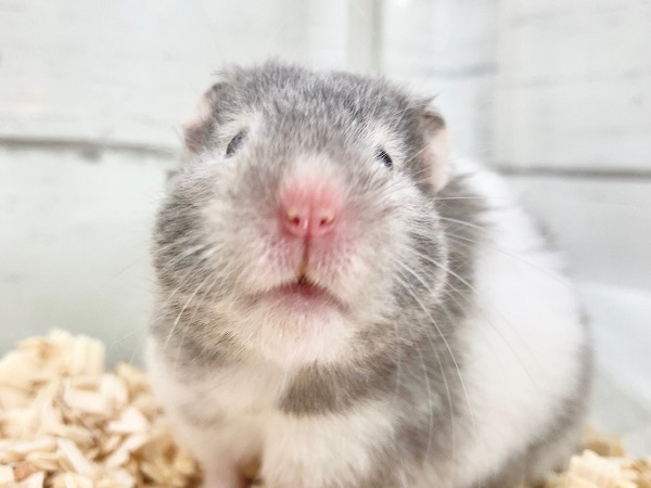 セーブルハムスター（バンデット）　どっしりサイズのかわいい女の子！