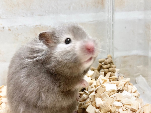 ゴールデンハムスター