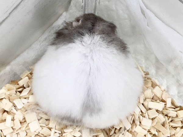 ゴールデンハムスター