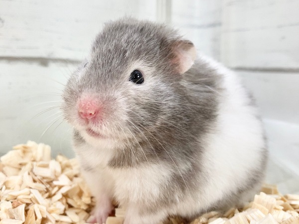 ゴールデンハムスター