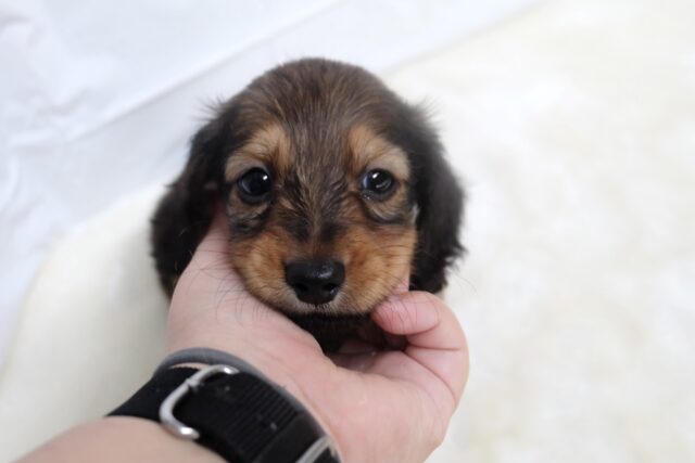 ミニチュアダックス