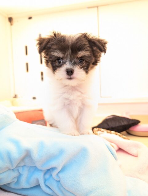 チワマル（マルチワ）