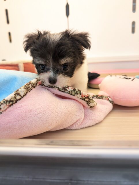 チワマル（マルチワ）