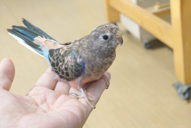 アキクサインコ（秋草インコ）