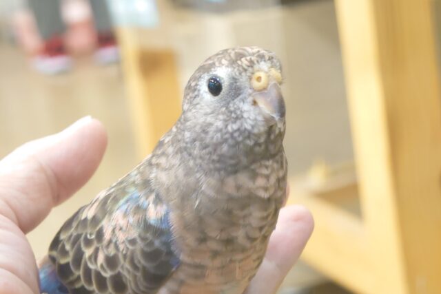 アキクサインコ（秋草インコ）