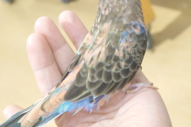 アキクサインコ（秋草インコ）