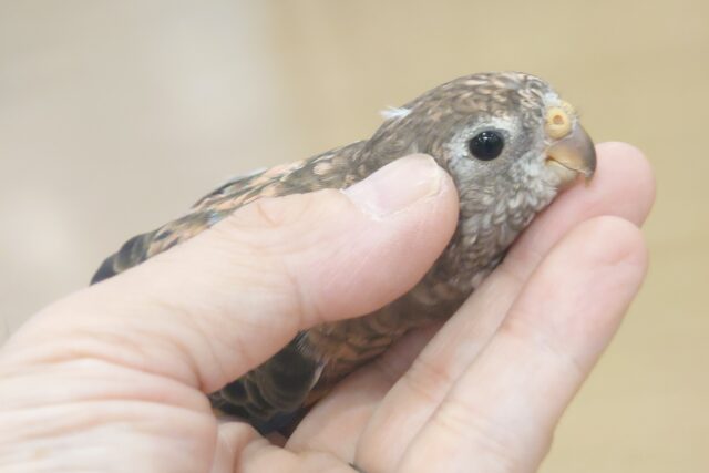 アキクサインコ（秋草インコ）