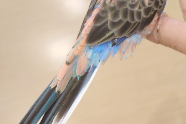 アキクサインコ（秋草インコ）