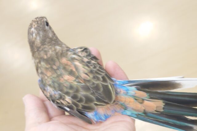 アキクサインコ（秋草インコ）