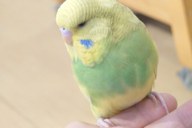 ジャンボセキセイインコ