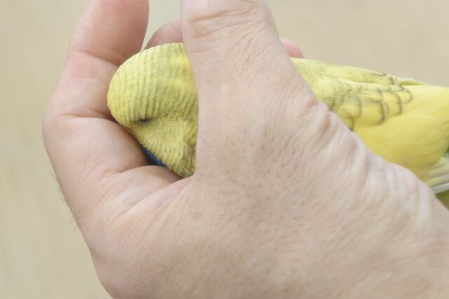 ジャンボセキセイインコ