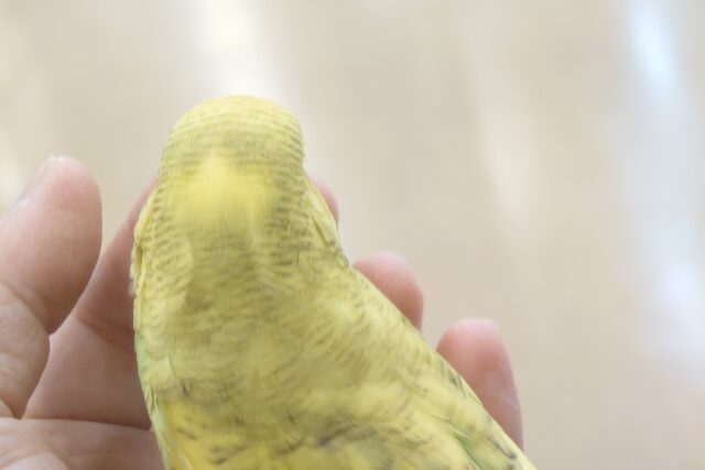 ジャンボセキセイインコ
