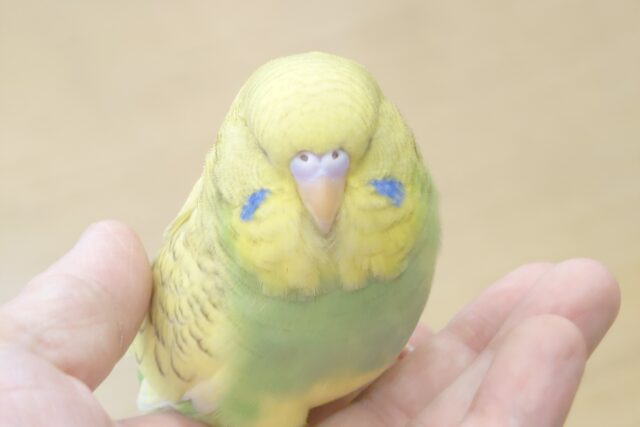 ジャンボセキセイインコ