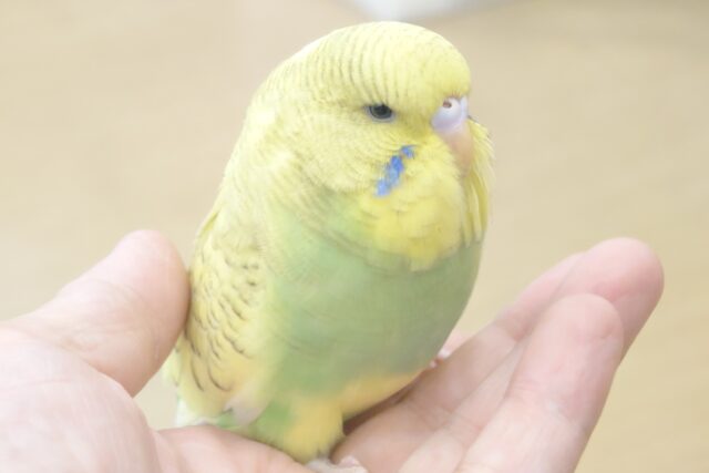 ジャンボセキセイインコ