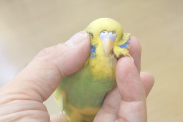 ジャンボセキセイインコ