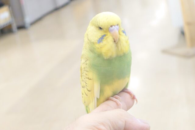 ジャンボセキセイインコ