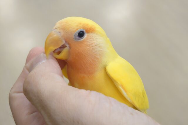 コザクラインコ（小桜インコ）