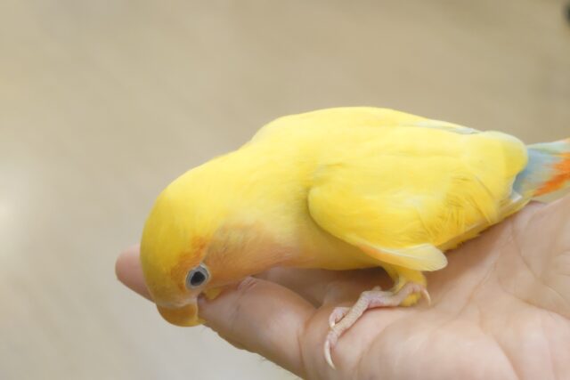 コザクラインコ（小桜インコ）