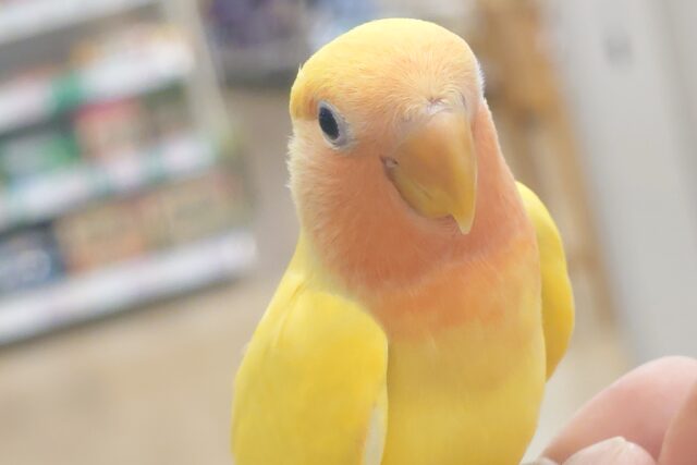 コザクラインコ（小桜インコ）