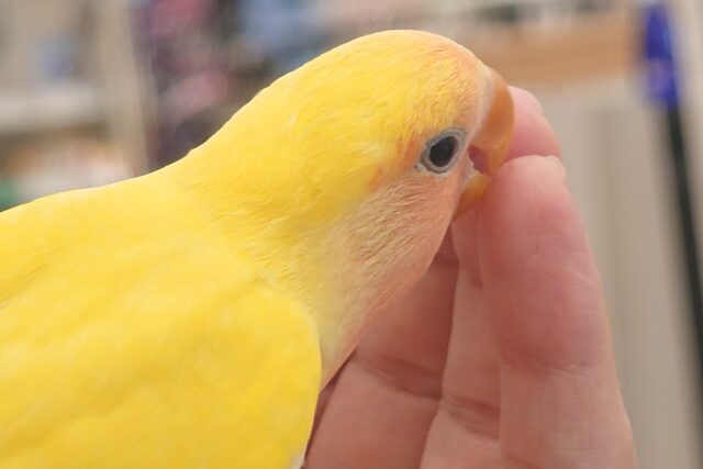 コザクラインコ（小桜インコ）