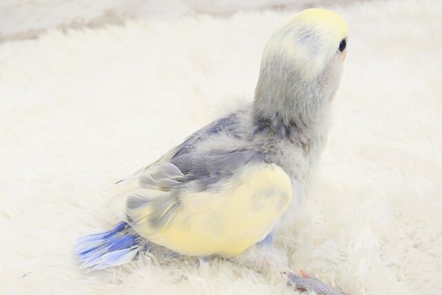 コザクラインコ（小桜インコ）