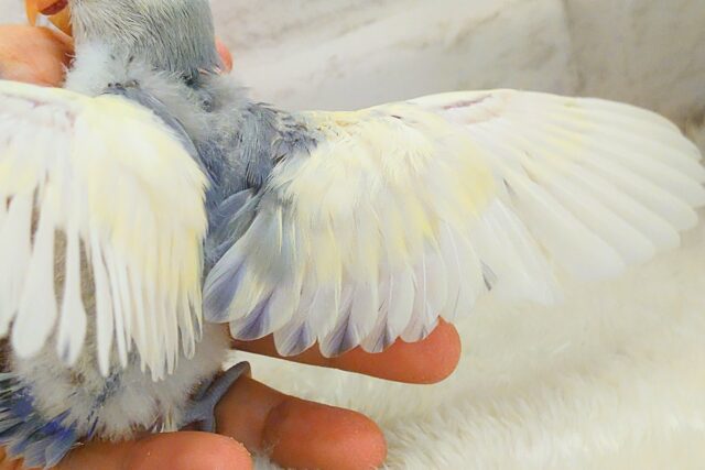 コザクラインコ（小桜インコ）