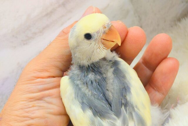 コザクラインコ（小桜インコ）