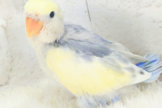 最新画像になります☆　わたっ子クリーミー💛コザクラインコ(バイオレットヘビーパイド) ヒナ