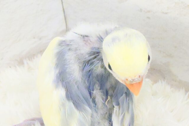 コザクラインコ（小桜インコ）