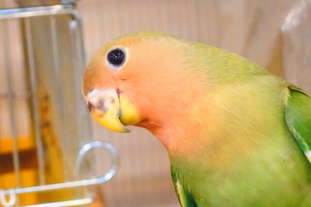 【最新画像更新🪄】🐣くりくりおめめのトリコです💖コザクラインコ(ノーマル) ヒナ