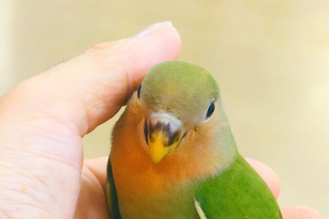 コザクラインコ（小桜インコ）