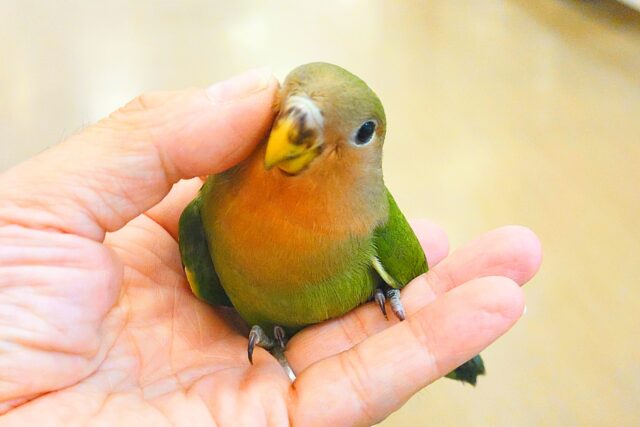 コザクラインコ（小桜インコ）
