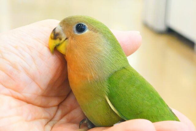 コザクラインコ（小桜インコ）