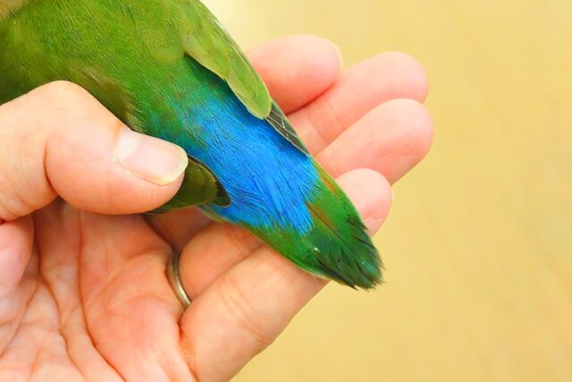 コザクラインコ（小桜インコ）