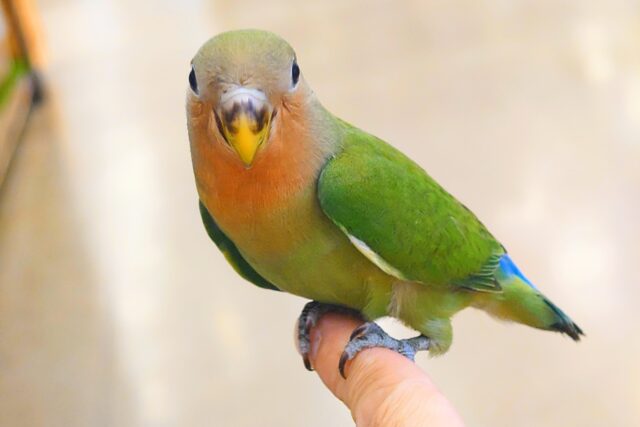 コザクラインコ（小桜インコ）