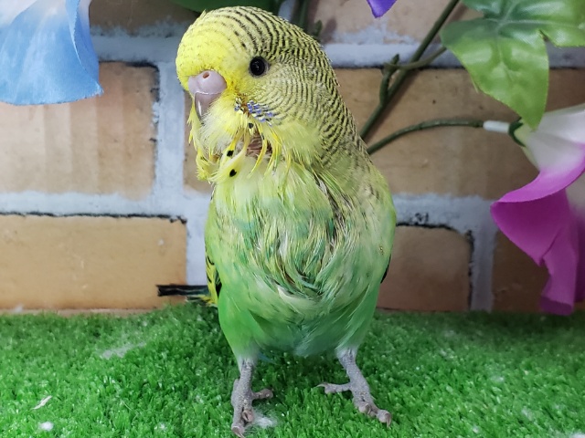 ジャンボセキセイインコ