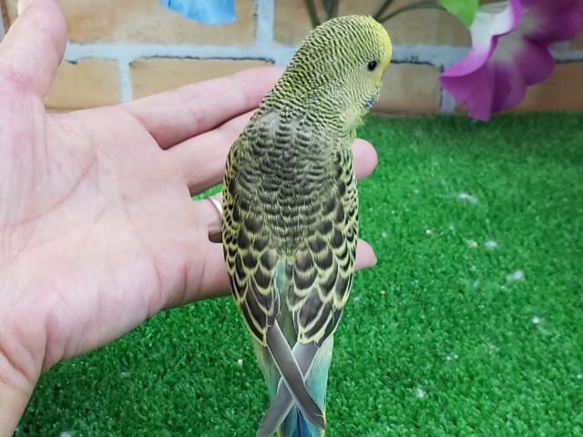 ジャンボセキセイインコ
