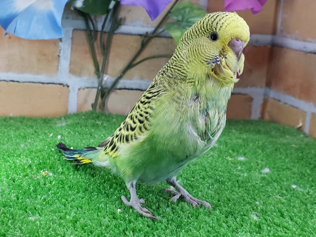 ジャンボセキセイインコ