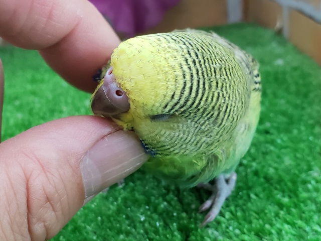 ジャンボセキセイインコ