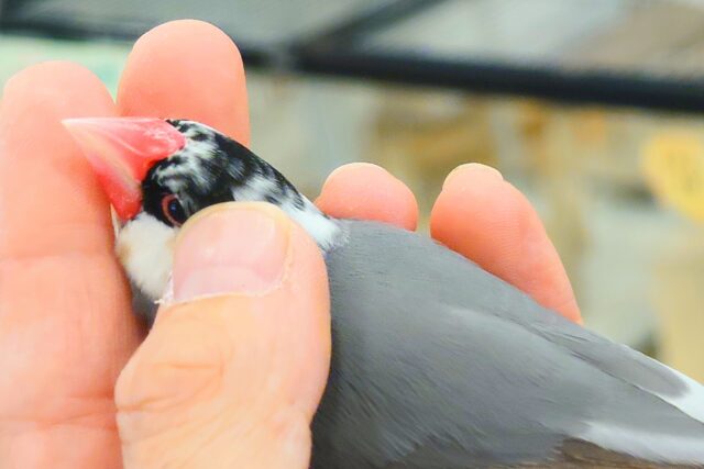 まだらさん☆とくちょうは、あまえるーー　桜文鳥〜〜