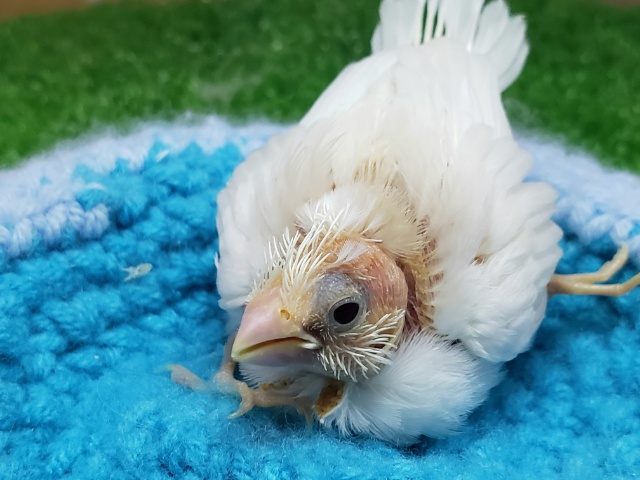 十姉妹（ジュウシマツ）