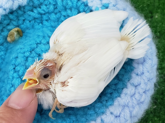 十姉妹（ジュウシマツ）