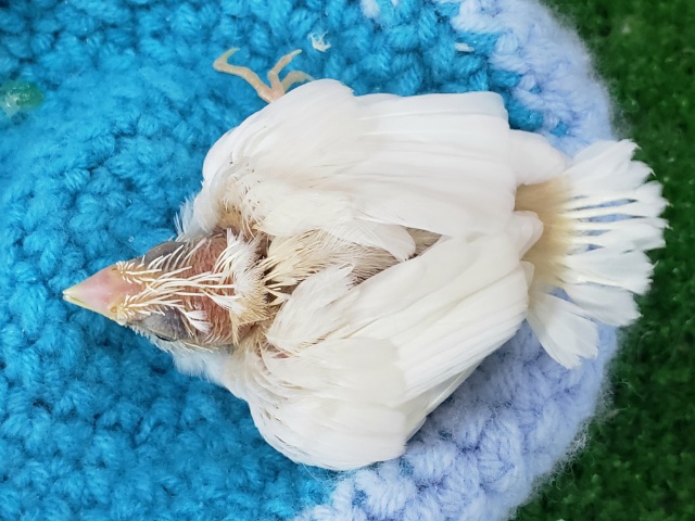 十姉妹（ジュウシマツ）