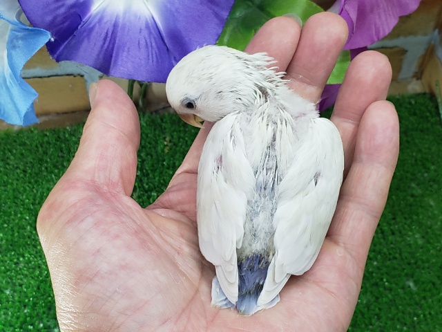 コザクラインコ（小桜インコ）