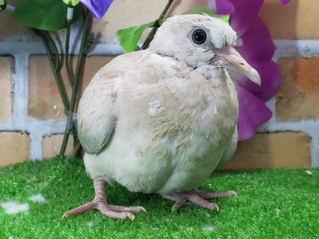 ジュズカケバト