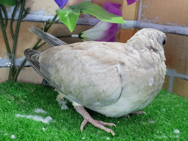 ジュズカケバト