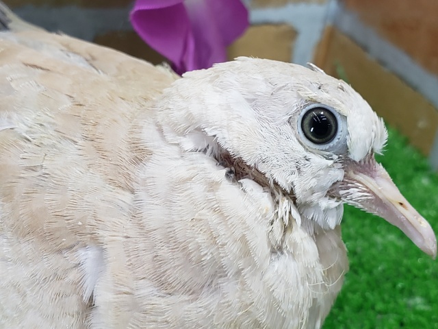 ジュズカケバト