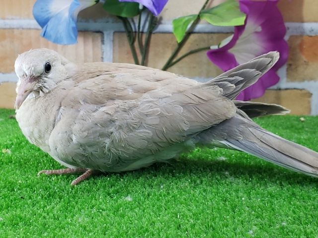 ジュズカケバト