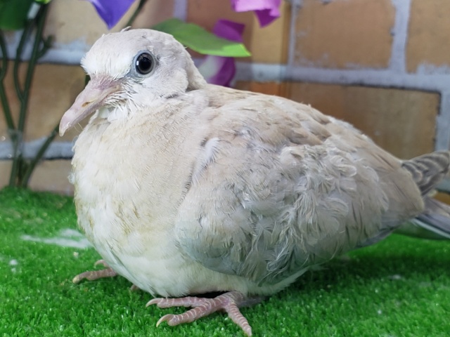 ジュズカケバト